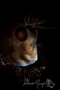 African "Snooted" Blenny by Marco Gargiulo 